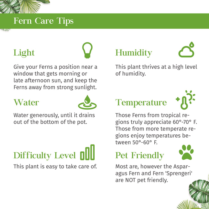 Autumn' Fern