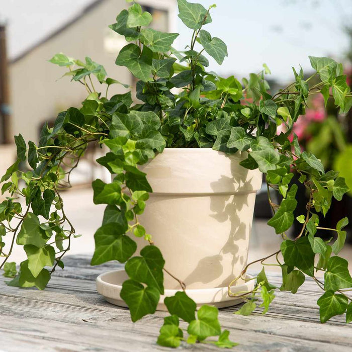 English Ivy Green California