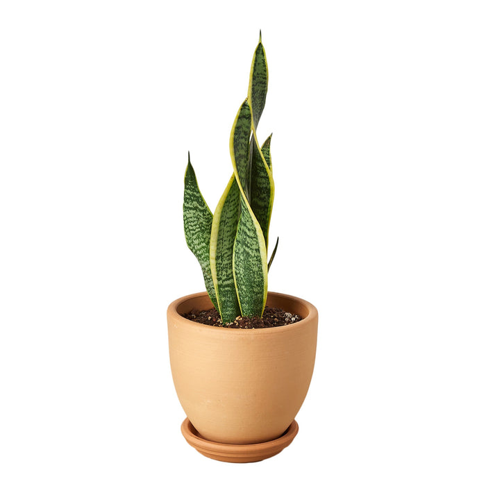 Snake Plant Laurentii