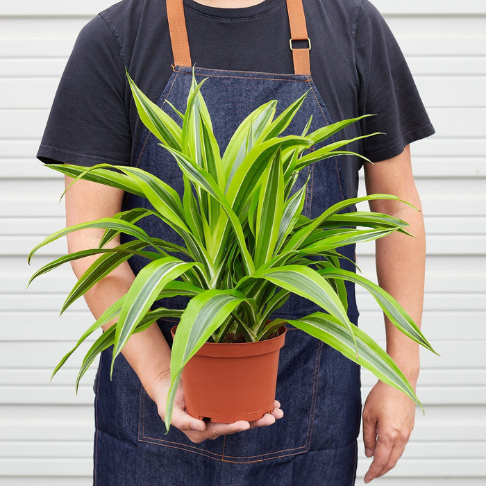 Dracaena Deremensis 'Lemon Surprise'