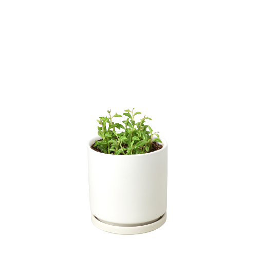 Succulent 'String of Dolphins'