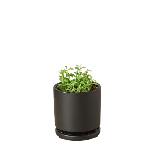 Succulent 'String of Dolphins'