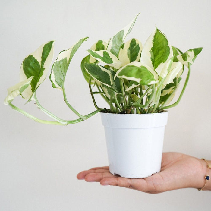 Pothos 'N'joy'