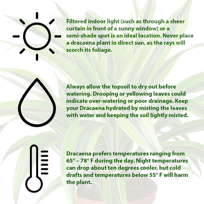 Dracaena Deremensis 'Lemon Surprise'