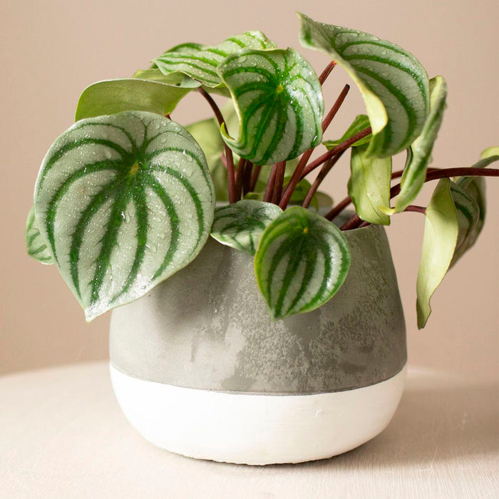 Peperomia Watermelon