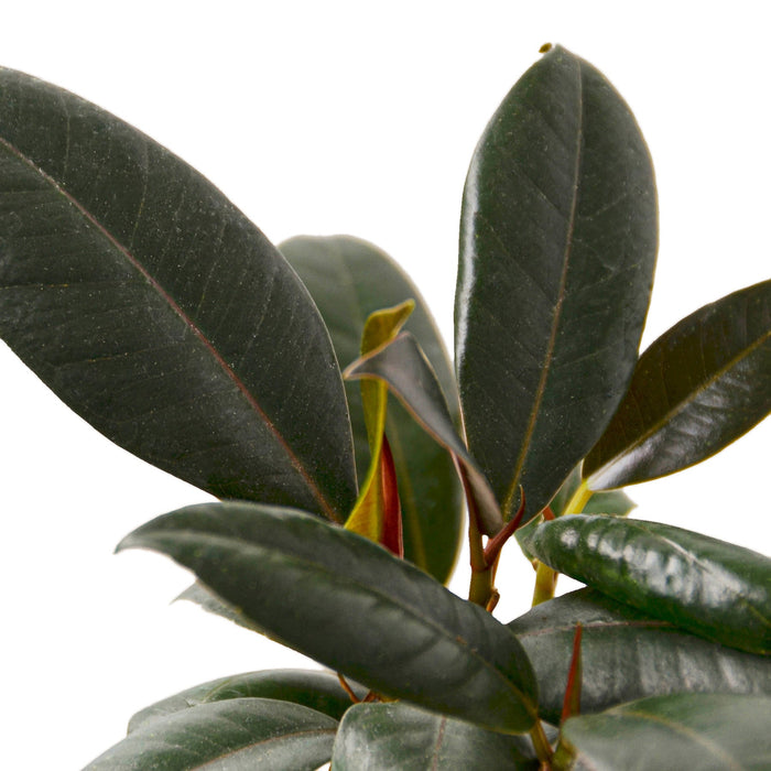 Ficus 'Burgundy' - In 10" Pot