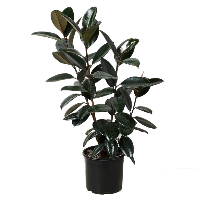 Ficus Burgundy