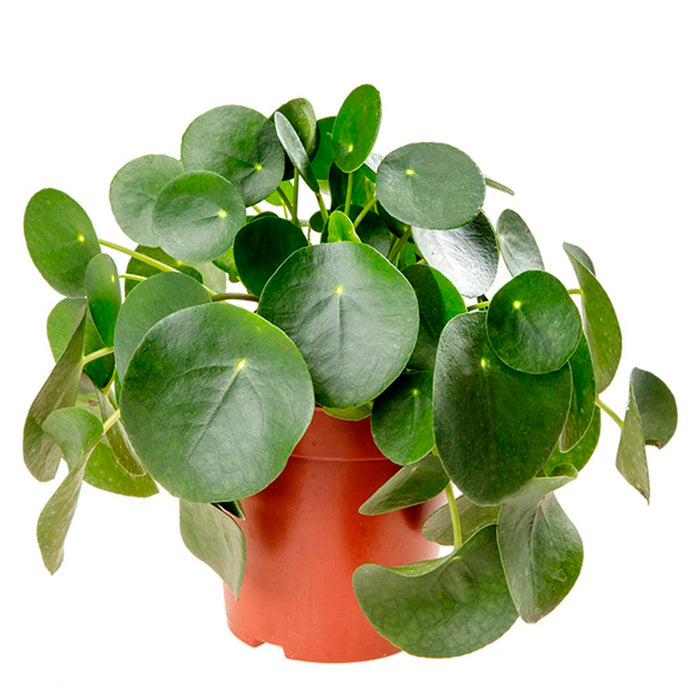 Pilea Peperomioides 'Chinese Money'