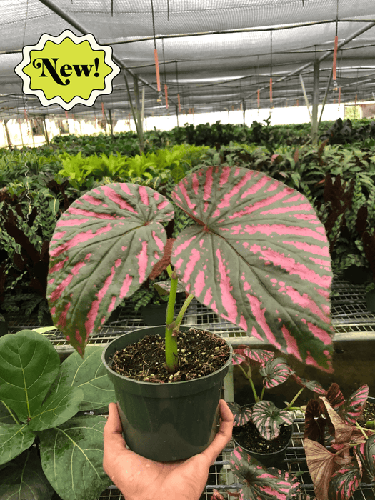 Begonia Exotica