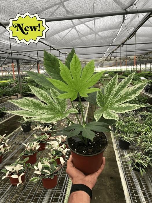 Fatsia Spiders Web