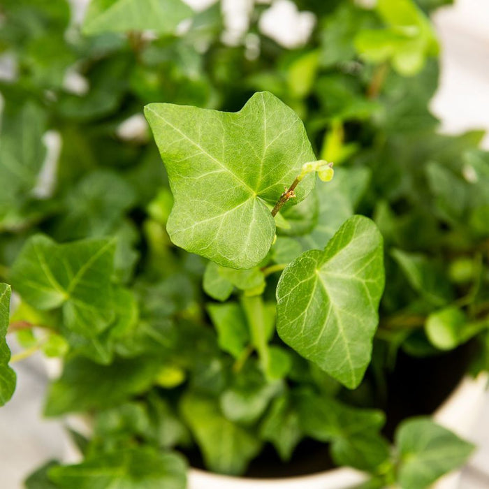 English Ivy Green California