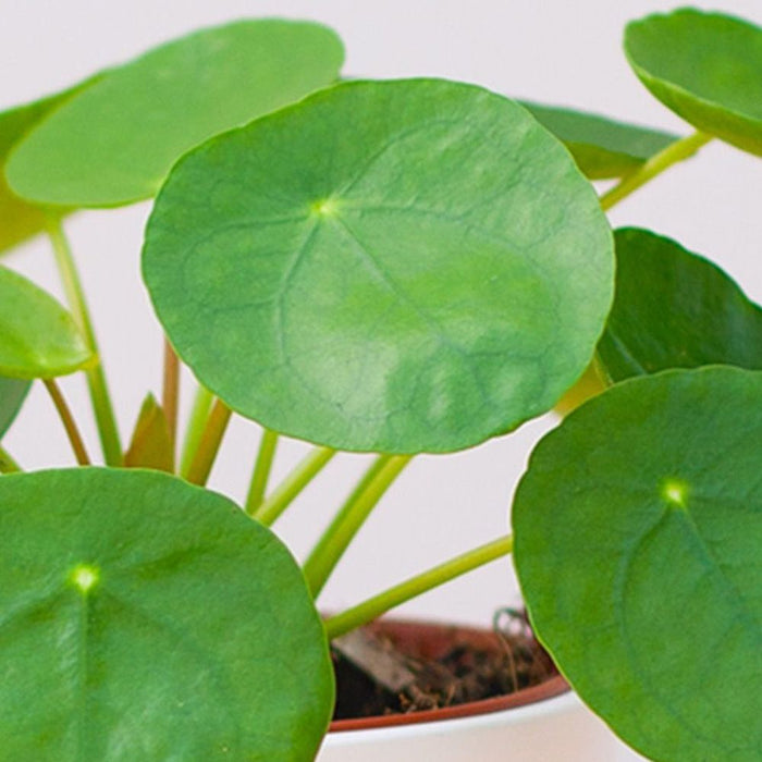 Pilea Peperomioides 'Chinese Money'