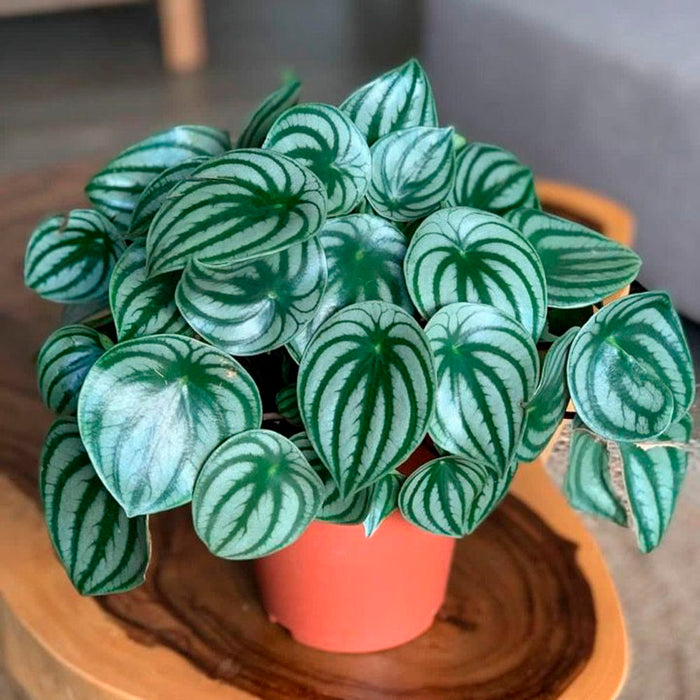 Peperomia Watermelon