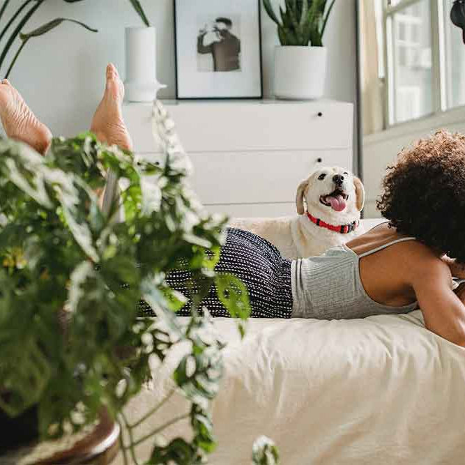 Bedroom plants dog pet friendly