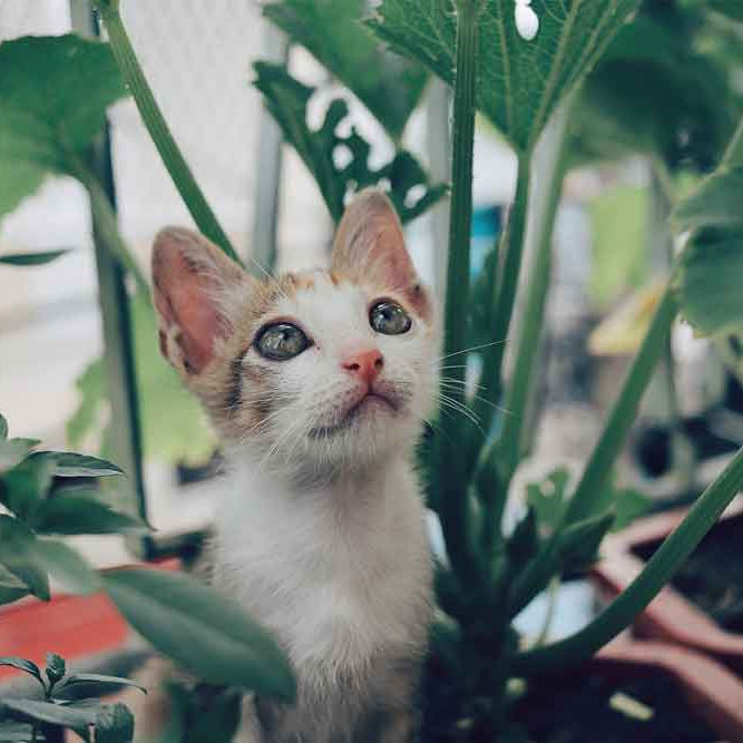 Pet friendly plants cat
