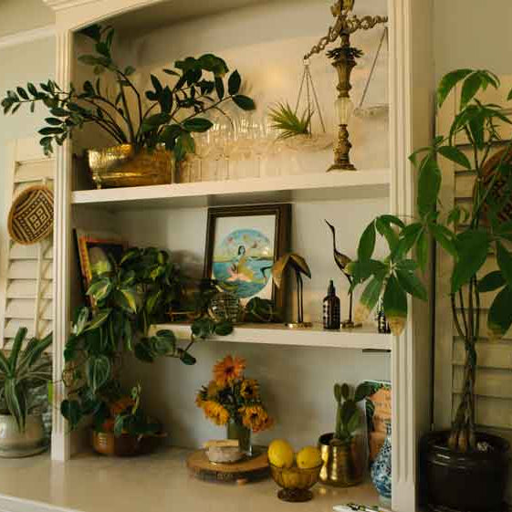 top-houseplants-for-your-healthier-home