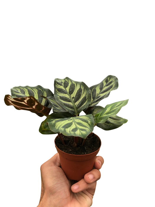 Calathea 'Makoyana'