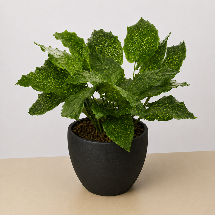 Calathea 'Musaica'