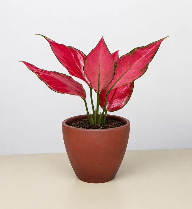 Chinese Evergreen 'Ruby Garuda'