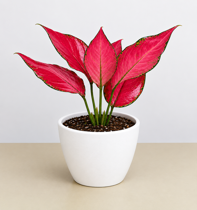 Chinese Evergreen 'Ruby Garuda'