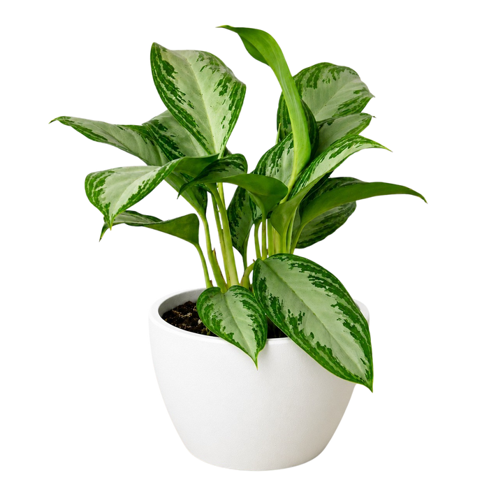 Chinese Evergreen 'Silver Bay'