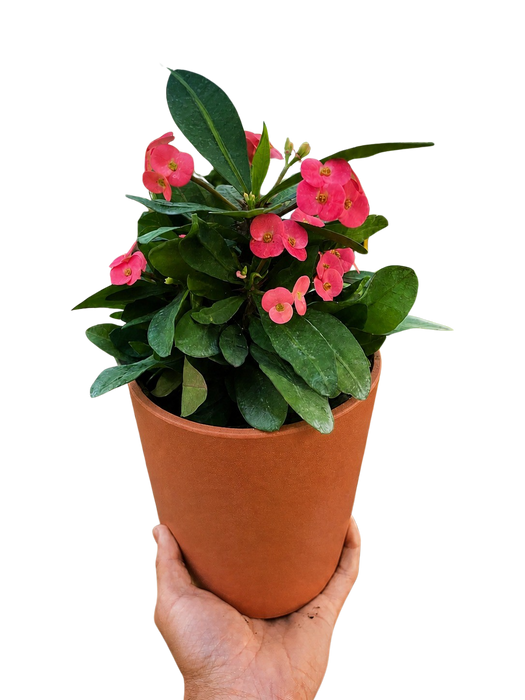 Crown of Thorns