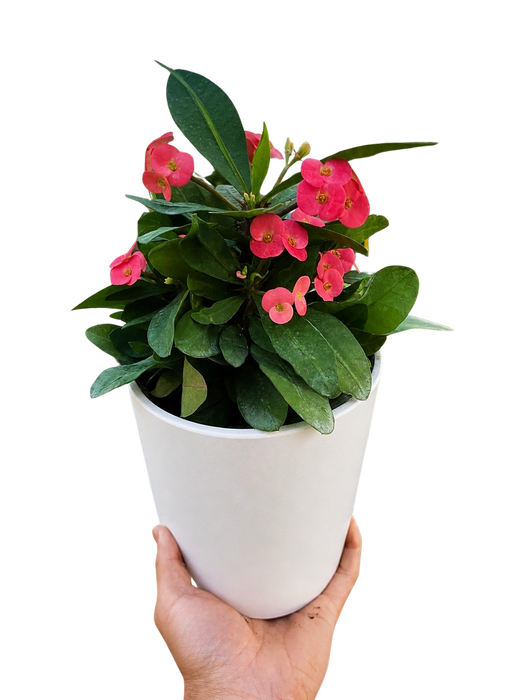 Crown of Thorns