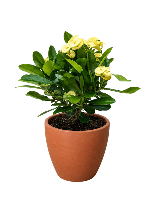 Crown of Thorns