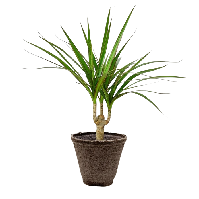 Dracaena 'Marginata Cane'