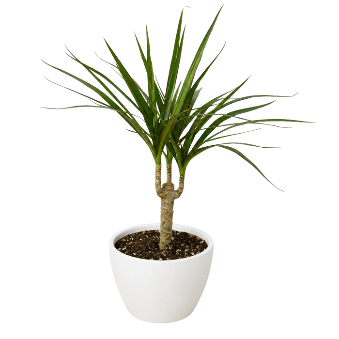 Dracaena 'Marginata Cane'