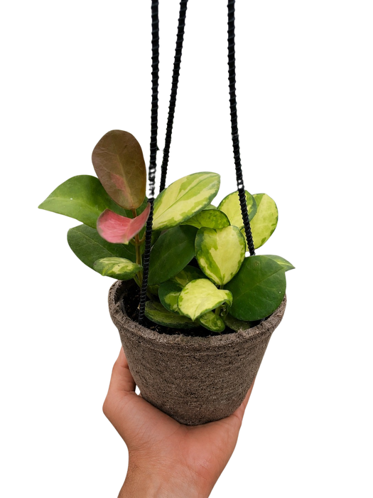 Hoya 'Lisa'