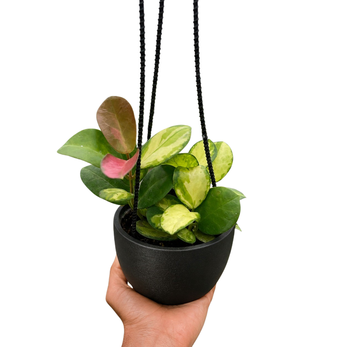 Hoya 'Lisa'