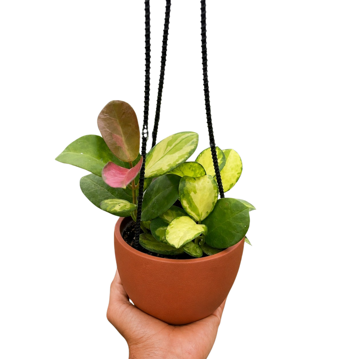 Hoya 'Lisa'