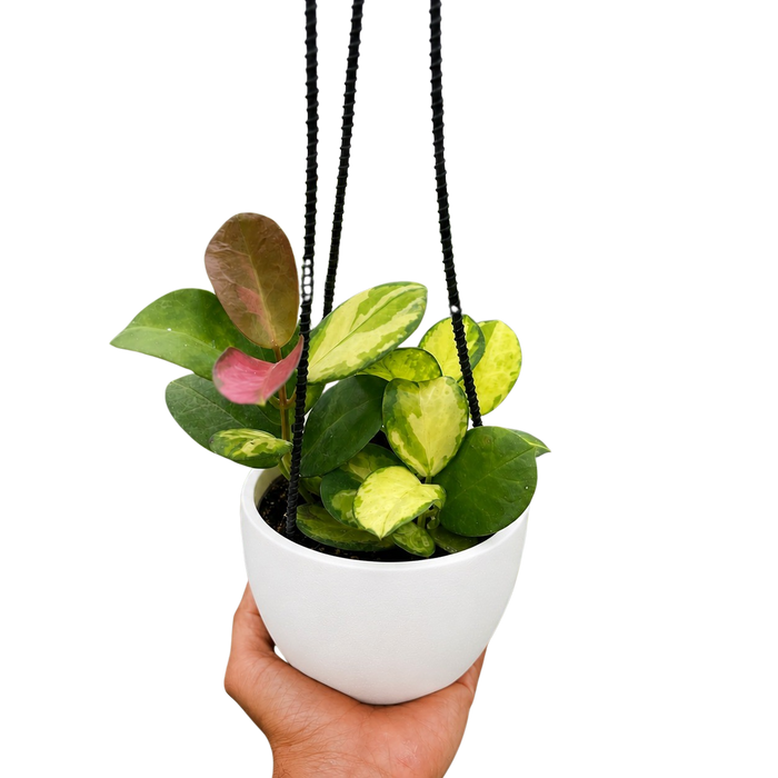 Hoya 'Lisa'