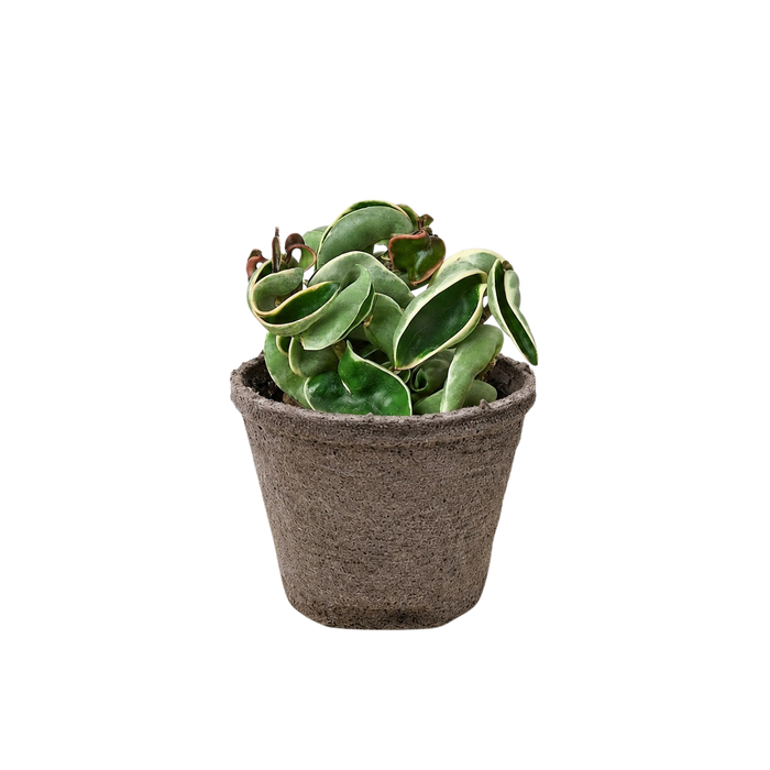 Hoya 'Rope Plant' Variegated