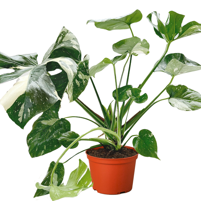 Monstera 'Thai Constellation'
