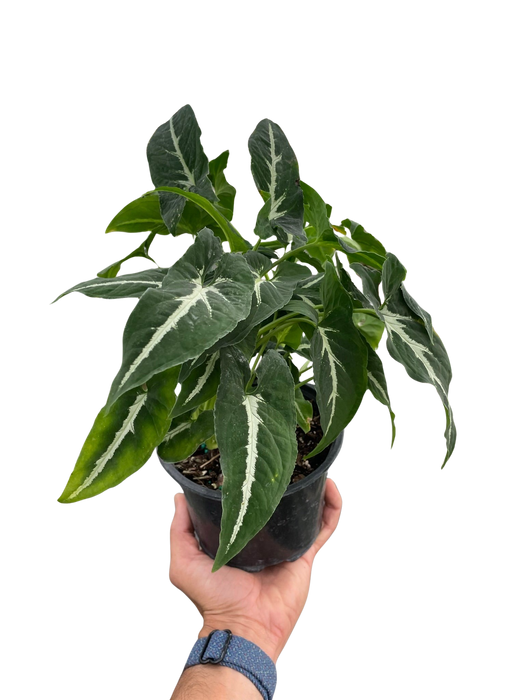 Syngonium wendlandii 'Black Velvet'