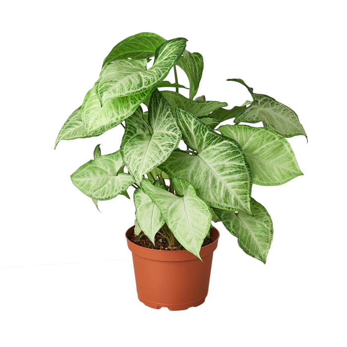 Syngonium White Butterfly