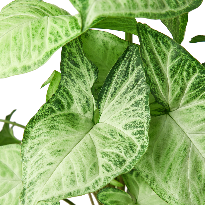 Syngonium White Butterfly