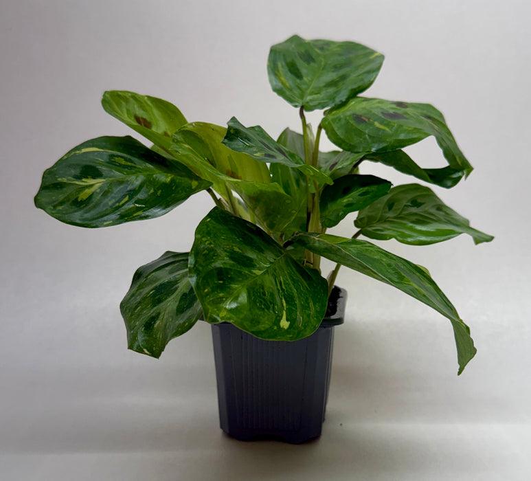 Maranta Variegated 'Beauty Kim'