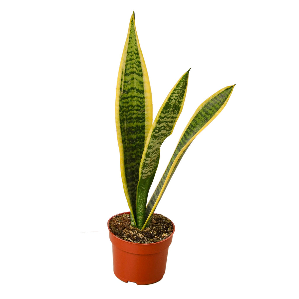 https www.thesill.com products snake-plant-laurentii-olmsted variant sonora Snake Plant 'Laurentii' 8" Pot / Nursery Pot