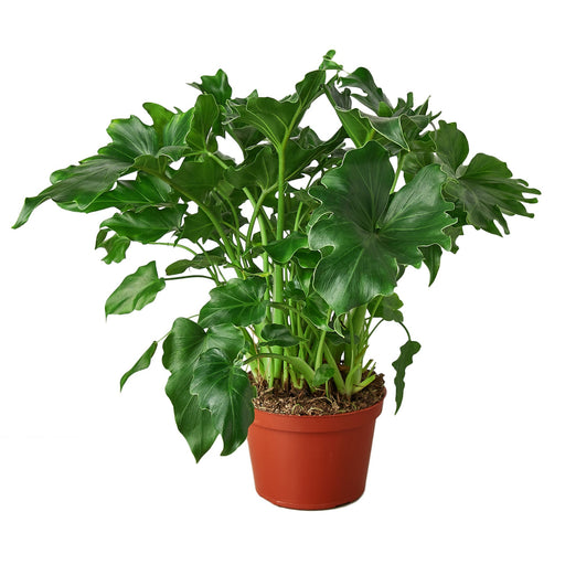 Philodendron ‘Little Hope