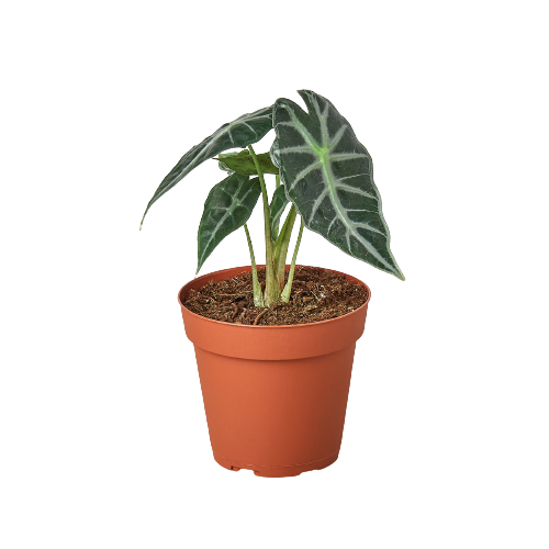 Alocasia Amazonica Bambino