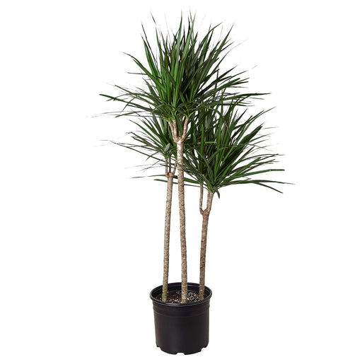Dracaena Marginata Cane