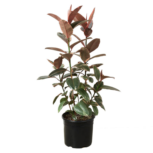 Ficus Elastica Ruby Pink