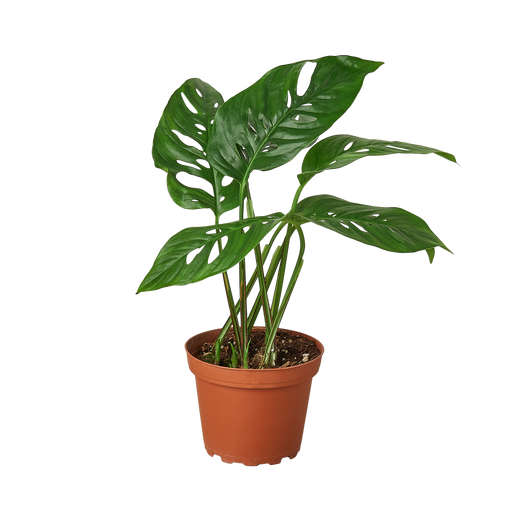 Monstera Adansonii Swiss Cheese