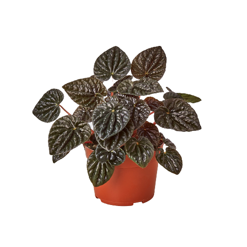 Peperomia Ripple Red
