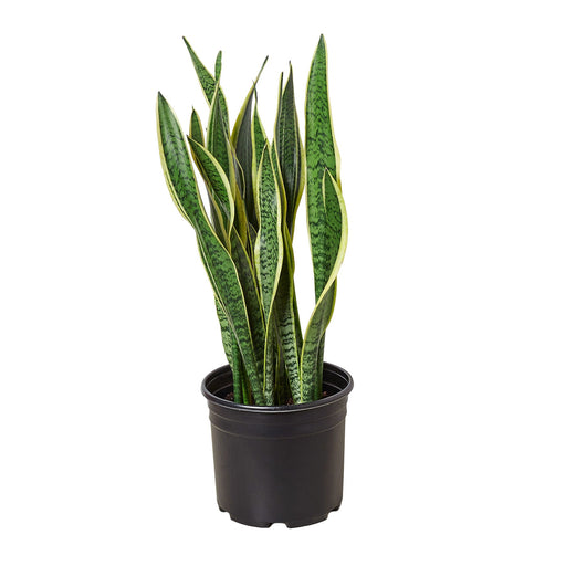 Snake Plant Laurentii