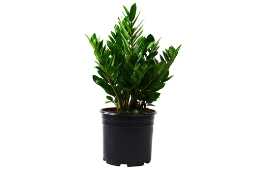 Zamioculcas Zamiifolia ZZ