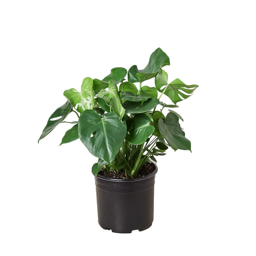 Philodendron ‘Monstera